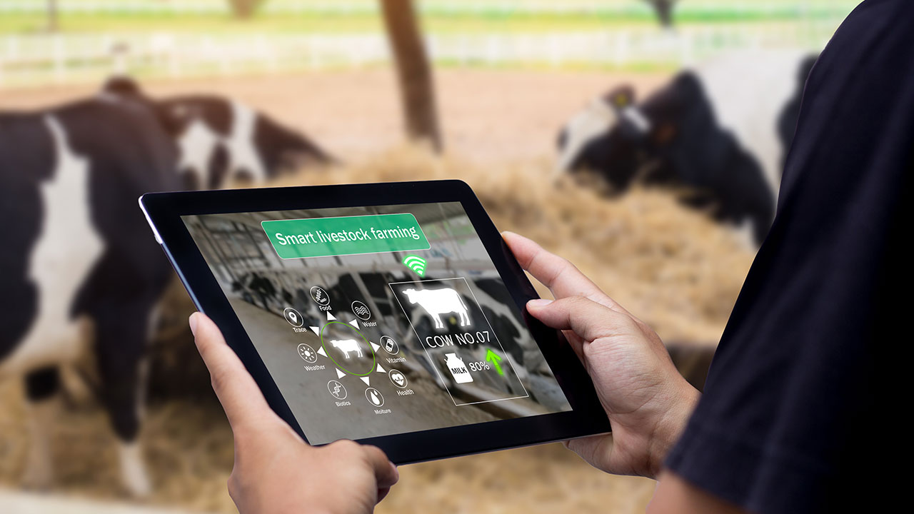 Livestock management - LoRaWAN application example
